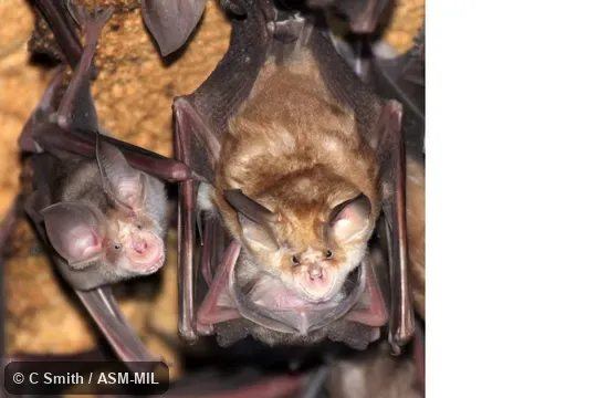 Same image as 2476 Same image as 2476