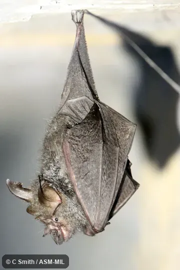 Rhinolophus beddomei beddomei. Also as Bedomme's Horseshoe Bat. Might be Rhinolophus perniger perniger, Northern Woolly Horseshoe Bat. Rhinolophus beddomei beddomei. Also as Bedomme's Horseshoe Bat. Might be Rhinolophus perniger perniger, Northern Woolly Horseshoe Bat.