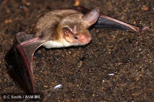 Also as Felten's Myotis|Maghreb Mouse-eared Bat|Maghrebian Myotis|Maghrebian Mouse-eared Bat Also as Felten's Myotis|Maghreb Mouse-eared Bat|Maghrebian Myotis|Maghrebian Mouse-eared Bat