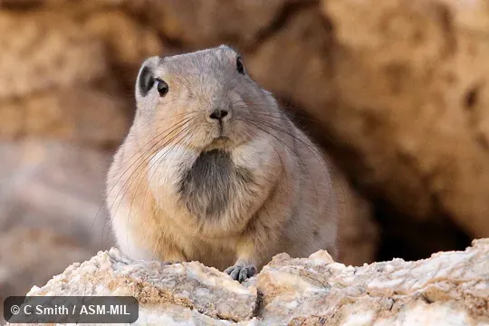 Also as Atlas Gundi|North African Gundi|Northern Gundi. Also as Atlas Gundi|North African Gundi|Northern Gundi.