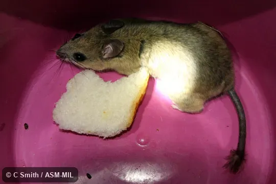 Identified by Michael Dean Carleton. Tail tuft regrown after previous end removed, possibly by would-be predator. Also as Milne-Edwards's Tufted-tail Rat. Identified by Michael Dean Carleton. Tail tuft regrown after previous end removed, possibly by would-be predator. Also as Milne-Edwards's Tufted-tail Rat.