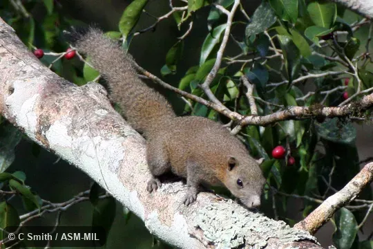 Formerly Gray-bellied Squirrel. Formerly Gray-bellied Squirrel.