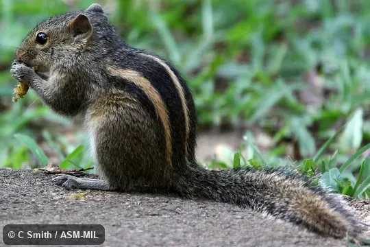 Identified by Richard Thorington. Also as Common Palm Squirrel|Three-striped Palm Squirrel. Identified by Richard Thorington. Also as Common Palm Squirrel|Three-striped Palm Squirrel.