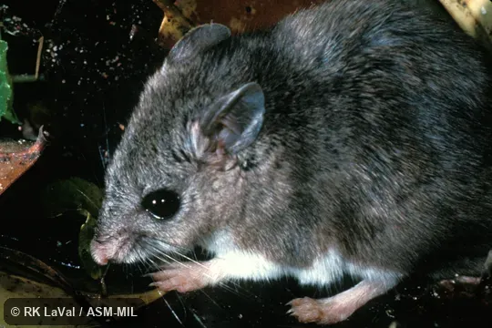 Close-up view of anterior part of body Close-up view of anterior part of body
