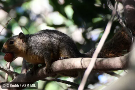 Paraxerus palliatus image