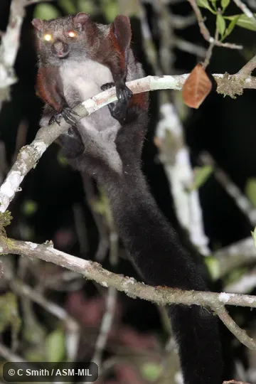Also as Large Brown Flying Squirrel. Also as Large Brown Flying Squirrel.