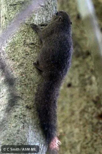 Also as North Sulawesi Tree Squirrel. Also as North Sulawesi Tree Squirrel.