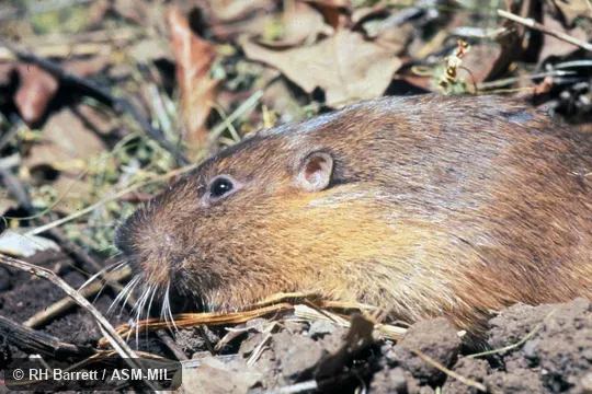 Close-up of female's head. Formerly Thomomys bottae. Also as Valley Pocket Gopher. Close-up of female's head. Formerly Thomomys bottae. Also as Valley Pocket Gopher.