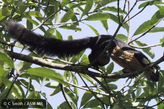 Also as Black-and-white Giant Squirrel|Malayan Giant Squirrel. Also as Black-and-white Giant Squirrel|Malayan Giant Squirrel.