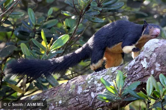 Also as Grizzled Giant Squirrel. Also as Grizzled Giant Squirrel.