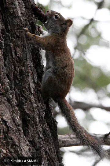 Tamiasciurus fremonti lychnuchus. Formerly Tamiasciurus hudsonicus lychnuchus, Red Squirrel. Also as Southwestern Red Squirrel. Tamiasciurus fremonti lychnuchus. Formerly Tamiasciurus hudsonicus lychnuchus, Red Squirrel. Also as Southwestern Red Squirrel.