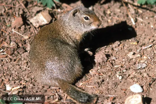 Side view. Formerly Spermophilus armatus. Side view. Formerly Spermophilus armatus.
