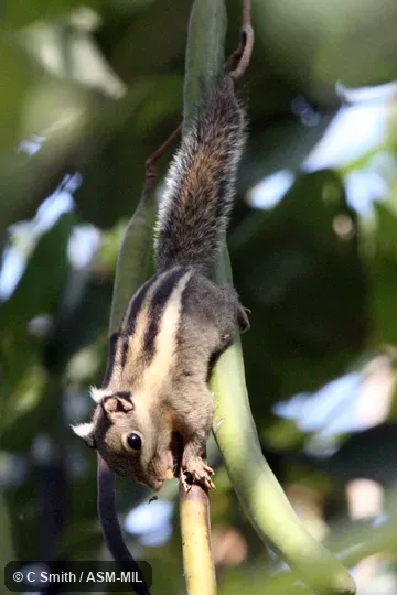 Formerly Tamiops mcclellandii kongensis, Himalayan Striped Squirrel. Formerly Tamiops mcclellandii kongensis, Himalayan Striped Squirrel.
