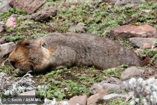 Also as Big-headed Mole-rat|Giant Mole-rat|Ethiopian African Mole Rat. Also as Big-headed Mole-rat|Giant Mole-rat|Ethiopian African Mole Rat.