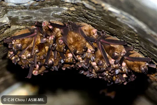 Also as Rhinolophus cornutus monoceros. Also as Formosan Lesser Horseshoe Bat. Also as Rhinolophus cornutus monoceros. Also as Formosan Lesser Horseshoe Bat.