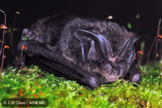 Also as Asian Barbastelle. Also as Asian Barbastelle.