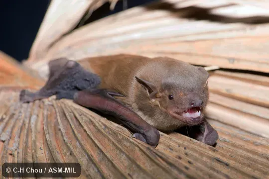 Also as Lesser Asian House Bat|Lesser Asiatic Yellow House Bat. Also as Lesser Asian House Bat|Lesser Asiatic Yellow House Bat.