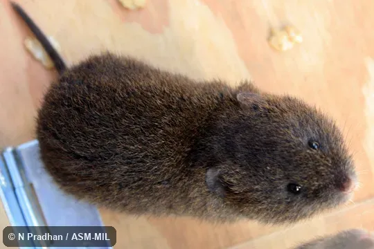 Also as Sikkim Vole. Also as Sikkim Vole.