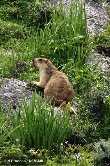 Also as Karakoram Marmot. Also as Karakoram Marmot.