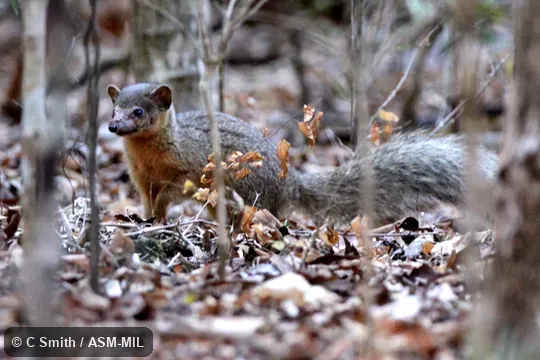 Also as Narrow-striped Boky|Boky|Boky-boky. Also as Narrow-striped Boky|Boky|Boky-boky.