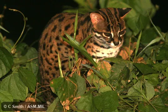 Prionailurus javanensis sumatranus. Formerly Prionailurus bengalensis borneoensis, Leopard Cat. Prionailurus javanensis sumatranus. Formerly Prionailurus bengalensis borneoensis, Leopard Cat.