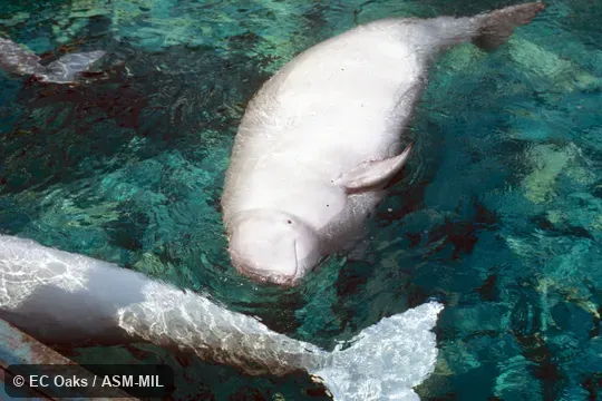 Side view. Formerly in order Cetacea. Also as Sea Canary|White Whale. Side view. Formerly in order Cetacea. Also as Sea Canary|White Whale.