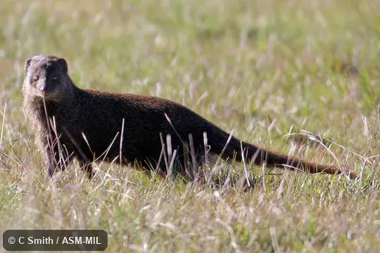 Formerly Herpestes fuscus. Formerly Herpestes fuscus.