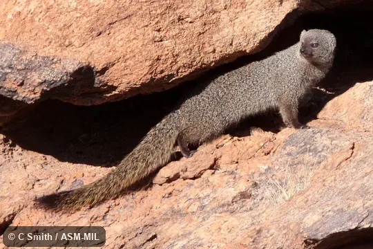 Also as Large Gray Mongoose|Ichneumon. Also as Large Gray Mongoose|Ichneumon.
