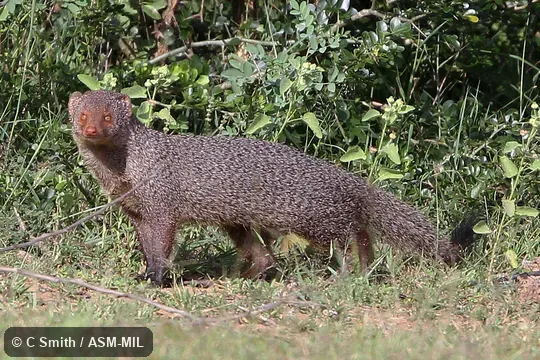 Formerly as Herpestes smithii. Formerly as Herpestes smithii.