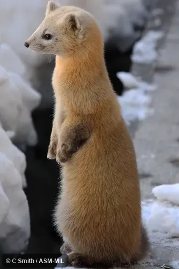 Martes zibellina brachyura. Might be hybrid with Martes melampus. Martes zibellina brachyura. Might be hybrid with Martes melampus.