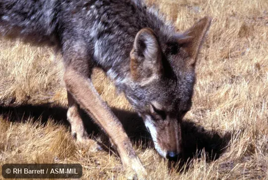 Close-up view of male's head and forequarters. Also as Brush Wolf|Prairie Wolf. Close-up view of male's head and forequarters. Also as Brush Wolf|Prairie Wolf.