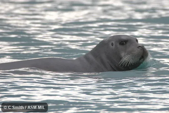 Also as Squareflipper|Atlantic Bearded Seal. Also as Squareflipper|Atlantic Bearded Seal.
