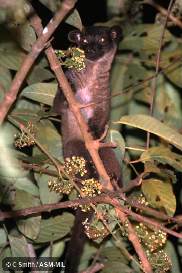 Also as Three-striped Palm Civet. Also as Three-striped Palm Civet.