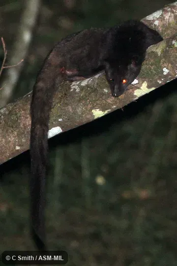 Also as Jerdon's Palm Civet. Also as Jerdon's Palm Civet.
