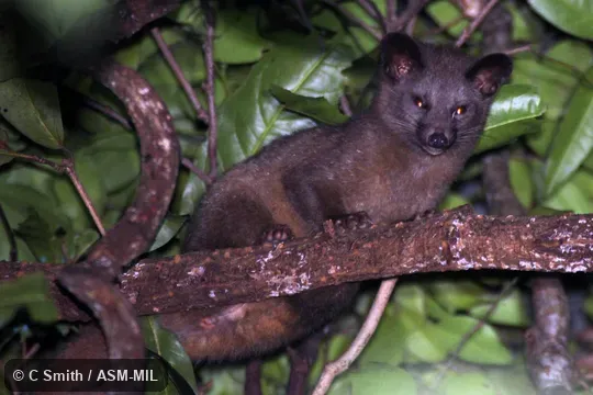 Originally identified by Colin Groves as Paradoxurus montanus, Sri Lankan Brown Palm Civet. Originally identified by Colin Groves as Paradoxurus montanus, Sri Lankan Brown Palm Civet.
