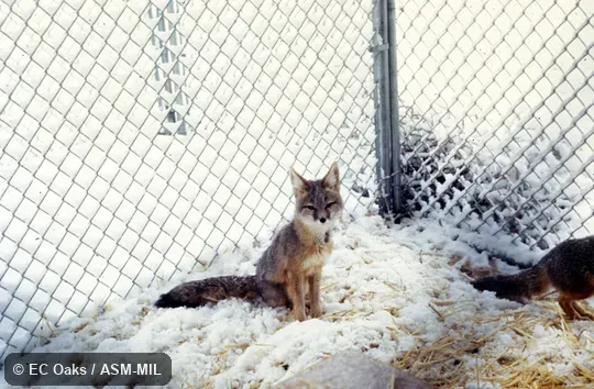 Front view of captive. Also as Desert Fox. Front view of captive. Also as Desert Fox.