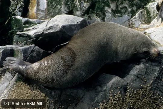 Formerly Arctophoca australis. Also as Falkland Fur Seal|Peruvian Fur Seal|Southern Fur Seal. Formerly Arctophoca australis. Also as Falkland Fur Seal|Peruvian Fur Seal|Southern Fur Seal.