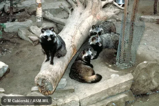Group. Formerly Nyctereutes procyonoides. Also as Tanuki. Group. Formerly Nyctereutes procyonoides. Also as Tanuki.