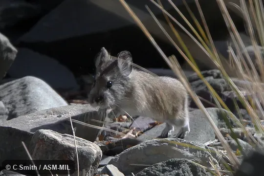 Ochotona macrotis wollastoni. Identified by Andrew Smith. Also as Big-eared Pika. Ochotona macrotis wollastoni. Identified by Andrew Smith. Also as Big-eared Pika.