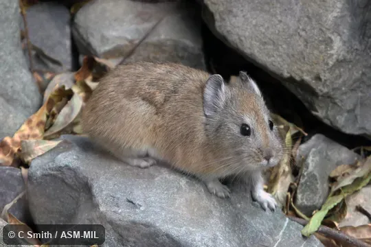 Ochotona roylii roylii. Identified by Andrew Smith. Also as Ochotona roylei. Also as Himalayan Pika. Ochotona roylii roylii. Identified by Andrew Smith. Also as Ochotona roylei. Also as Himalayan Pika.