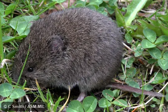 Subadult individual. Also as Oregon Meadow Mouse|Oregon Vole. Subadult individual. Also as Oregon Meadow Mouse|Oregon Vole.
