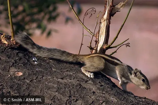 Also as Five-striped Palm Squirre. Also as Five-striped Palm Squirre.