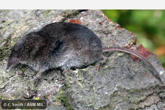 Formerly Soricomorpha. Formerly Soricomorpha.