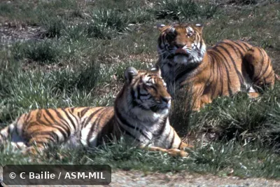 Two resting adults Two resting adults