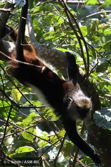 Also as Dent's Mona Monkey|Dent's Guenon. Also as Dent's Mona Monkey|Dent's Guenon.