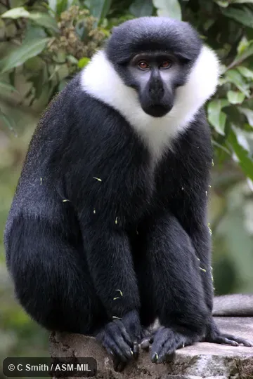Formerly Cercopithecus lhoesti. Also as Mountain Monkey. Formerly Cercopithecus lhoesti. Also as Mountain Monkey.