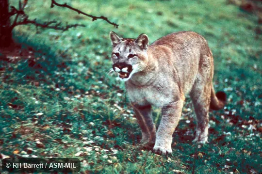Male walking. Also as Cougar|Mountain Lion|Catamount|Panther. Male walking. Also as Cougar|Mountain Lion|Catamount|Panther.