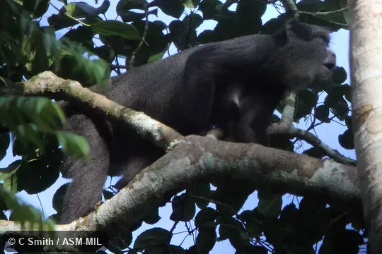 Cercopithecus nictitans nictitans, Eastern Putty-nosed Monkey. Also as Greater Spot-nosed Monkey|Greater Spot-nosed Guenon|Greater White-nosed Monkey|Putty-nosed Guenon|White-nosed Guenon. Cercopithecus nictitans nictitans, Eastern Putty-nosed Monkey. Also as Greater Spot-nosed Monkey|Greater Spot-nosed Guenon|Greater White-nosed Monkey|Putty-nosed Guenon|White-nosed Guenon.