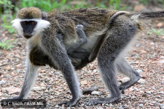 Also as Grivet|Vervet Monkey. Also as Grivet|Vervet Monkey.