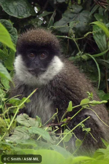 Chlorocebus djamdjamensis harenaensis. Also as Bale Monkey|Bale Mountains Grivet|Djam-djam. Chlorocebus djamdjamensis harenaensis. Also as Bale Monkey|Bale Mountains Grivet|Djam-djam.